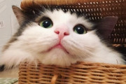 【ねこ画像】ふかふかねこ、キジトラにちょっかいかけられる ほか