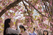 また嘘記事かよ　〜　米紙「桜の国ニッポンから、”お花見”のために韓国を訪れる人が急増中」