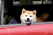 犬を助手席に乗せてる車奴ｗｗｗｗｗｗｗｗｗｗ