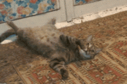 【悲報】ネコの動きが恐すぎる・・・・