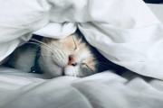 毎日2時間ちょっとの睡眠で余裕なんやがワイが強いだけ？