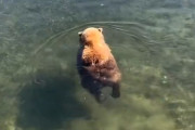 【動画】クマサン、川で泳ぐ