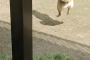 【画像】俺ん家の飼犬