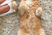 【ねこ画像】へそ天ねこ、毛布の中のキジトラ ほか【再】