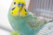 迷子のインコ「食いました」　失意の飼い主への嫌がらせに「許せない」「人間性を疑う」