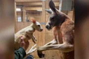 珍しい「白変種」のカンガルーが誕生　米ＮＹ動物園