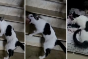 「赤ちゃん見にきてよ！」生まれたばかりの子猫を見せたくて人間の指をひっぱる親猫