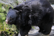 クマが残飯の味覚えて人に近づくようになると、いずれは人を襲うようになるかもしれない