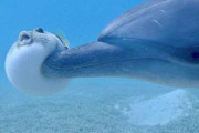 【悲報】イルカさん、フグ毒でラリるのが趣味だった