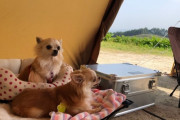 【画像】manさん、ソロキャンプを愛犬と楽しみ定点カメラで撮影するだけで荒稼ぎｗｗｗｗｗ