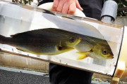 【朗報】魚を散歩させる器具、開発されるｗｗｗｗｗｗｗｗｗｗｗｗｗｗ