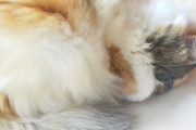 【画像】ぬこ再度寝る