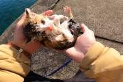 【反撃】猫を海で拾ったYouTuber、煽り返信開始