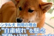 テレビで放送された『レンタル犬』に批判殺到！「人間のストレス発散の道具や遊び道具ではない！」