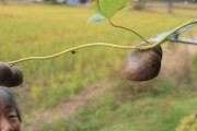 【兵庫】宇宙から来たんやろか？　民家で謎の芋成長　正体は「宇宙いも」