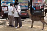 【動画】シカさん、ちょっかい出してきた人間に襲いかかる