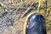 【動画】この水溜りには決して足を踏み入れてはいけません(((ﾟДﾟ)))