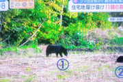 【悲報】くまちゃん1つの畑に11頭出没してしまう