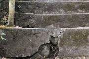 【ねこ？画像】ねこがいる・・・！？、つまみ食いタイム ほか