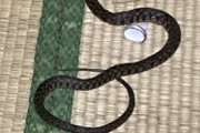 【緊急】ワイの家、ヘビに支配される