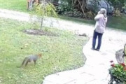 【動画】狂犬病になったキツネがおばさんにバトルを仕掛ける動画、ガチで怖すぎる…
