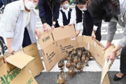 海外「そんな日本や日本人が大好きだ」カモの引っ越しが可愛すぎると話題