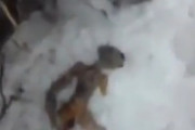 【?<動画だよ】宇宙人の死体（生）発見されtしまう