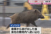 【新潟】長岡市の流通団地にイノシシが出没！ 警察や市の職員による“大捕り物”が繰り広げられるも、イノシシは逃走
