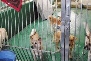 【致死率100%】日本政府、ウクライナ避難民が持ち込んだ飼い犬の『狂犬病』に関する検疫に特例措置で批判殺到