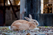 海外「日本には天国に最も近い島が存在する」『ウサギの島』と呼ばれる大久野島に外国人が興味津々