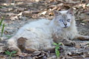 【ねこ画像】公園ねこ、江ノ島ねこ【再】