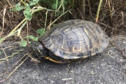 道で亀見つけた → つついてみた結果（※画像あり）