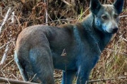 【速報】チョルノービリ原発付近に「青い犬」を発見、撮影に成功　捕獲目指す