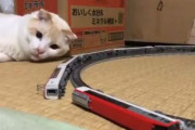 【悲報】ネッコさん、電車を脱線させてしまうｗｗｗｗｗｗｗｗｗｗｗｗｗｗ