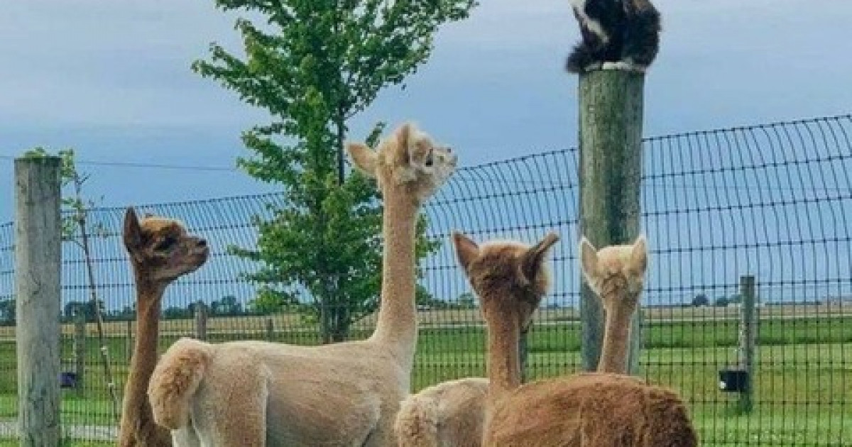 【どうぶつ画像】ねこパンチ未遂、アルパカの視線の先には・・・、手を挙げろ！ ほか【再】