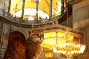 【ねこ画像】教会やお寺にいる猫さん達…荘厳な雰囲気もお似合いですねwww