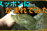 生物紹介系YouTuber「あかん！再生数落ちてきたわ...せや！」ﾋﾟｺｰﾝ? ́