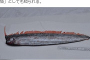 【日本海】富山湾で深海魚「アカナマダ」が捕獲される！近年、目撃相次ぐ