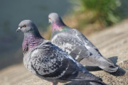 【画像】精米をしてると外で鳩に待ち伏せされてるんだがｗｗｗｗ