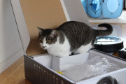 ねこが届いた段ボールとか商品の梱包に取りあえず入ってみるのは何だろうね。【再】