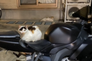 【たすけて】近所のノラネコが勝手にワイのバイクに乗るのをやめさせたい