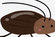 【ゴキブリスト】日本でゴキブリの新種3種、発見者は自らを「ゴキブリスト」と呼び自宅で50種飼育