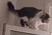 うちのネコが窓の上で遊んでいた。私はベッドでスマホをいじっていた → いつもこうなります…