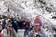 韓国人「米国の桜祭りを非難する韓国メディア」