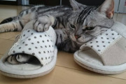 【ねこ画像】スリッパと猫、そっくり♪ ほか【再】