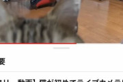 「猫が初めてライブカメラに気づいた瞬間」という動画、動画の内容よりも概要欄がヤバすぎるｗｗｗｗｗ