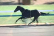 【動画】 中山競馬場でグーガルドリームズが蛯名騎手を振り落とし逃走、菅原騎手も振り落としまた逃走　蛯名騎手は骨折で搬送