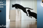 黒猫が一緒だといつもハロウィン？！黒猫の魅力について紹介する動画