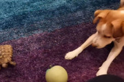 カメさん投げて！犬がカメにボールを渡し一緒に遊ぼうとおねだりするよ