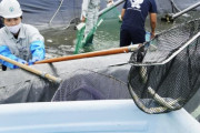 下水処理水で育ったアユ「養分豊富で味も上々」